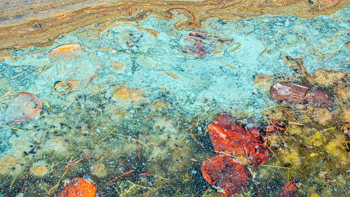 Toxic Algal Blooms Are Growing Out of Control 1 Toxic Algal Blooms Are Growing Out of Control