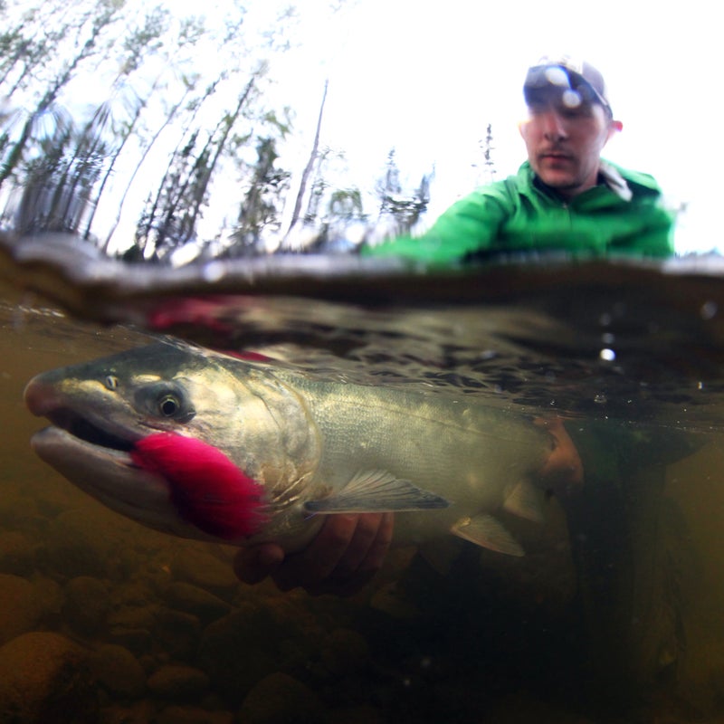 Threat: Coal mine
At risk: Native culture, wild salmon, clean water
Alaska’s Chuitna River supports Alaskan Native communities, all five species of wild Pacific salmon; abundant wildlife including moose, bear, and wolf; and excellent opportunities for hunting, fishing, and other recreation. PacRim Coal’s proposal to develop Alaska’s largest open-pit coal strip mine at the Chuitna River’s headwaters poses a threat to the economy and communities that rely on clean water and healthy salmon runs.