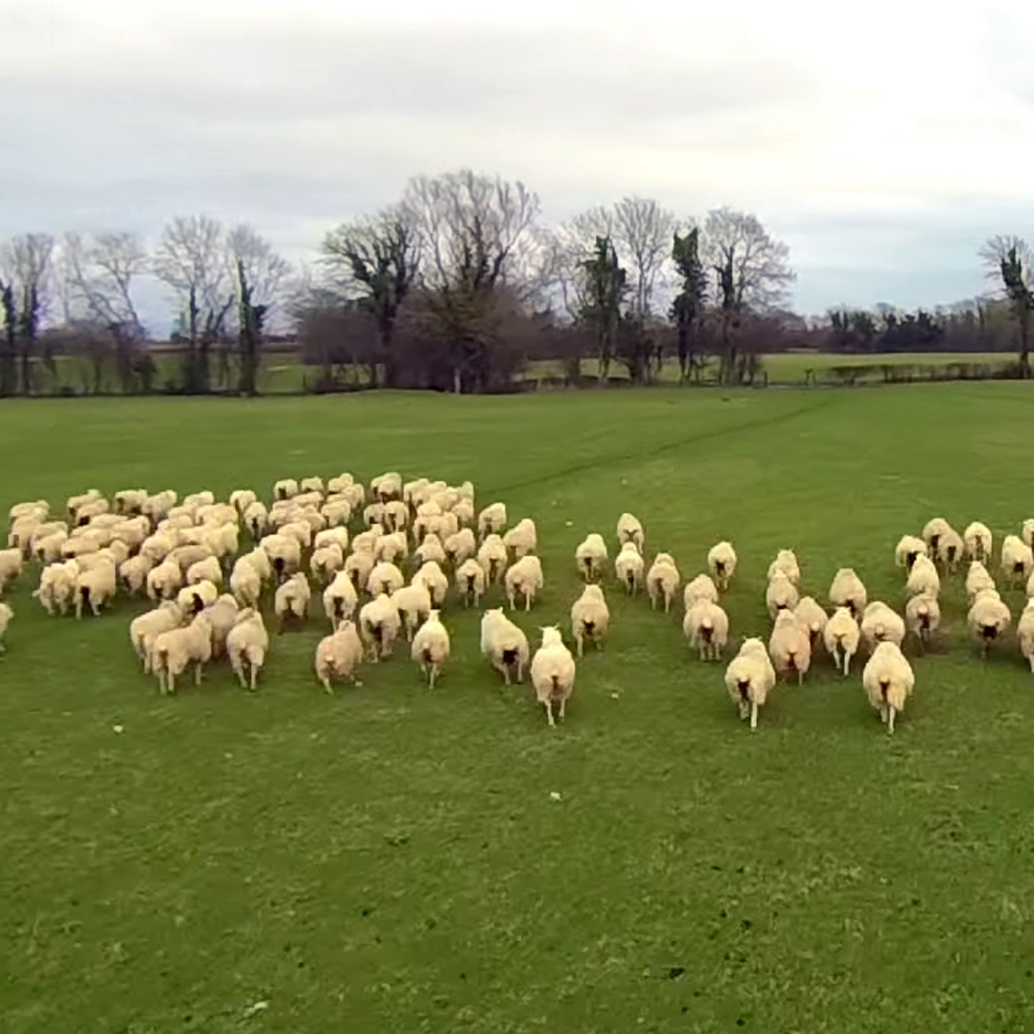 Brothers Paul and Declan use a Yuneec Q500 drone to herd their sheep.