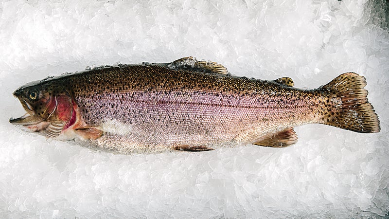 A rainbow trout raised on a vegan diet.
