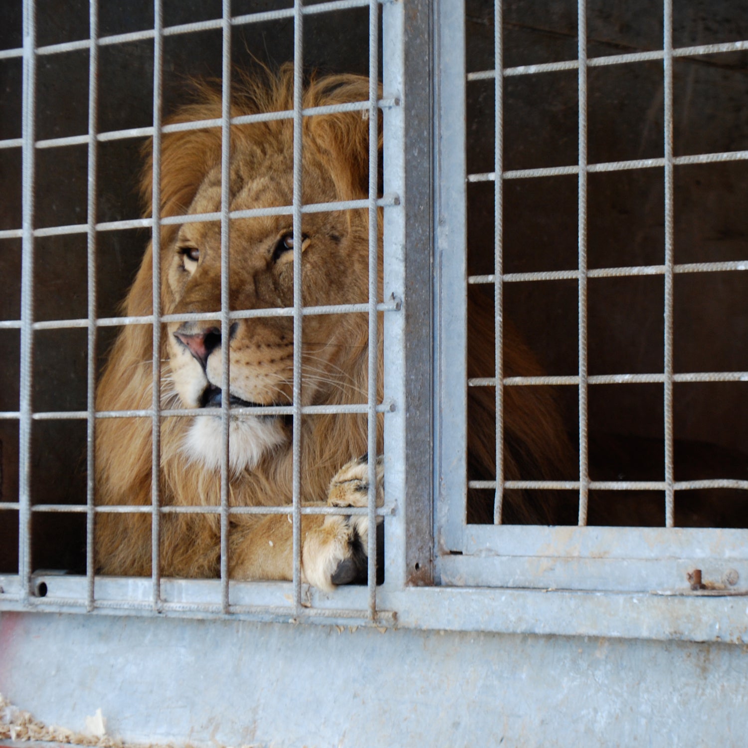 Will the lion had spent 13 years in a cage.