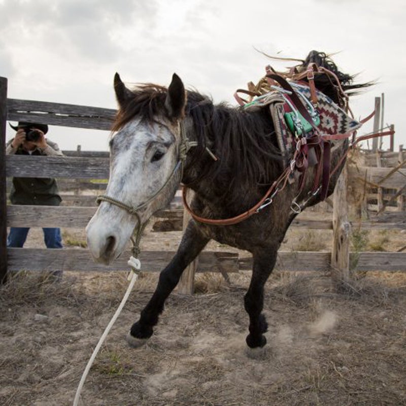 Four friends bring the task of western frontiersmen—adopting, training, and riding 16 wild horses from Mexico to Canada—into the 21st century. “Things are going to go wrong,” says rider Ben Thamer, and he is right. These animals are known to be unpredictable, but the riders are sending a message about the real difficulties of mustangs in the modern world: decreasing wild lands for which the horses are perfectly suited, and an astonishing number of wild horses that are currently languishing in government holding facilities.
Watch the trailer.