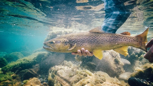 Crystal clear water and hungry trout make for another great day on the Chimehuin.