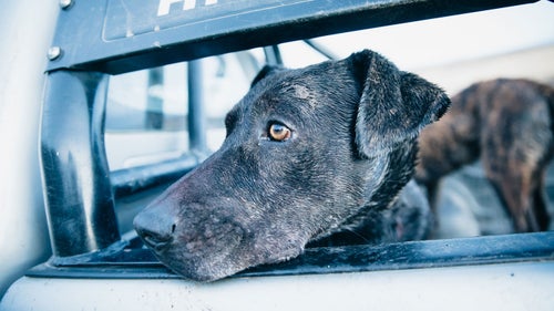 Charrua, a local gaucho’s dog, looks out in search of anything worth chasing. Loving and eager to climb in any lap, Charrua is also trained for hunting and working around horses, sheep, and cattle.