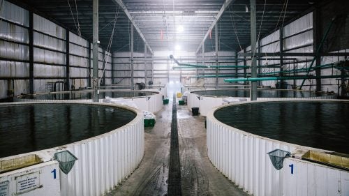 Barramundi tanks at Australis Aquaculture headquarters. Australis helped pioneer the use of closed-containment (land-based) fish farming; its Turners Falls location is one of the largest water-recycling facilities in the world. Ninety-nine percent of the water is recycled, and fish waste is donated to local farmers. The larger fish in these pools grow to maturity before being moved to finishing tanks. The water turns over in each tank more than once per hour to maintain self-cleaning conditions.