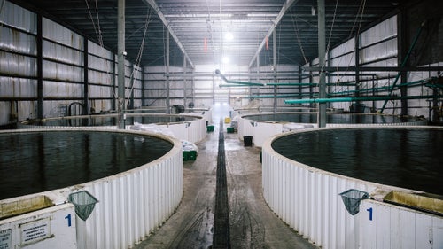 Barramundi tanks at Australis Aquaculture headquarters. Australis helped pioneer the use of closed-containment (land-based) fish farming; its Turners Falls location is one of the largest water-recycling facilities in the world. Ninety-nine percent of the water is recycled, and fish waste is donated to local farmers. The larger fish in these pools grow to maturity before being moved to finishing tanks. The water turns over in each tank more than once per hour to maintain self-cleaning conditions.