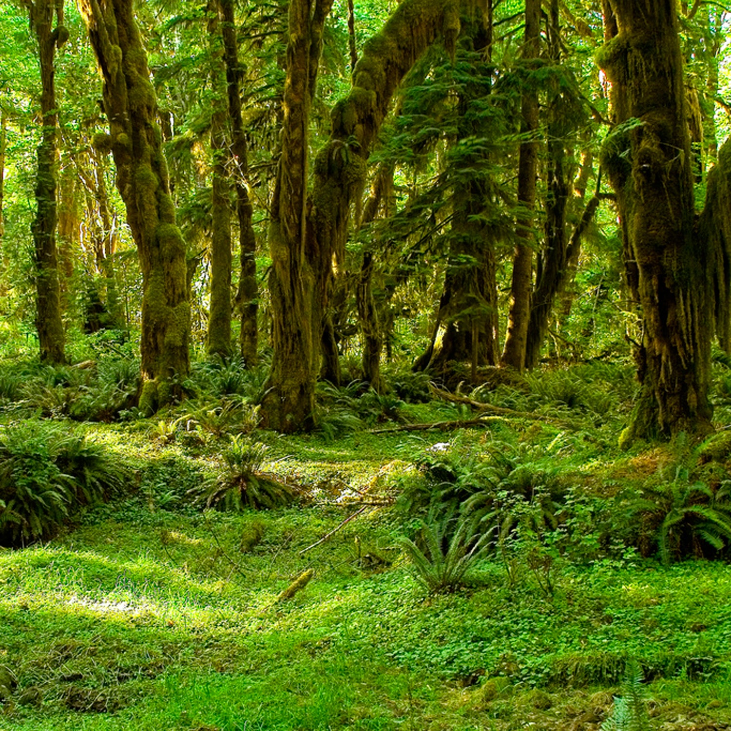 Bradley Steven Robinett buried dozens of firearms and other stolen goods in a heavily forested area of Olympic National Park.