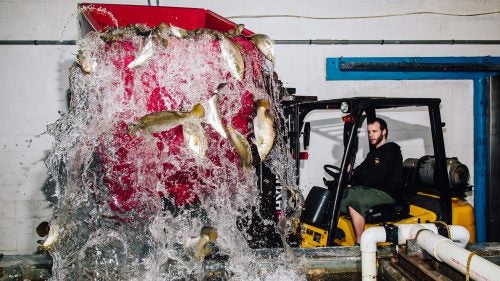 Wild fish? Farmed fish? No fish? This is no Dr. Seuss rip-off; it’s the increasingly confusing situation that seafood consumers are facing. But as Tim Zimmermann found in our June 2015 feature, a growing horde of thoughtful farmers, scientists, and harvesters wants to bring the fruits of the sea into the 21st century—and they’ll stop at nothing to figure out how.
Photo: Fully grown barramundi are transferred into a new tank at Australis Aquaculture headquarters in Turners Falls, Massachusetts. Fish at the plant move through a series of progressively larger tanks that give them more space to swim as they grow. They are held in superclean water for a few days before being shipped out.