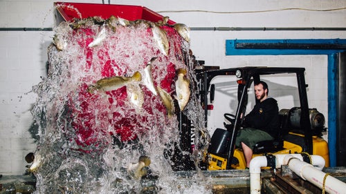 Wild fish? Farmed fish? No fish? This is no Dr. Seuss rip-off; it’s the increasingly confusing situation that seafood consumers are facing. But as Tim Zimmermann found in our June 2015 feature, a growing horde of thoughtful farmers, scientists, and harvesters wants to bring the fruits of the sea into the 21st century—and they’ll stop at nothing to figure out how.
Photo: Fully grown barramundi are transferred into a new tank at Australis Aquaculture headquarters in Turners Falls, Massachusetts. Fish at the plant move through a series of progressively larger tanks that give them more space to swim as they grow. They are held in superclean water for a few days before being shipped out.