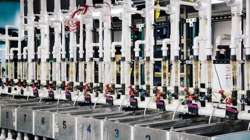 This is an experimental system at the Agricultural Research Service being used to determine optimal temperature for fish growth. Twelve distribution boxes can be set at different temperatures, and each box feeds three tanks of fish.