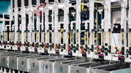 This is an experimental system at the Agricultural Research Service being used to determine optimal temperature for fish growth. Twelve distribution boxes can be set at different temperatures, and each box feeds three tanks of fish.