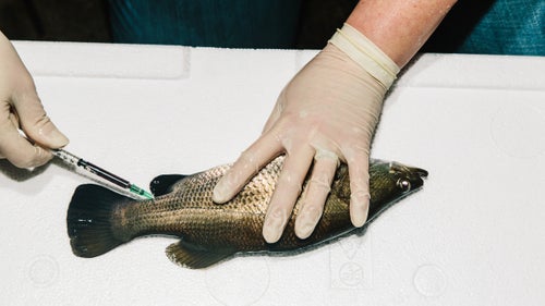 An Australis Aquaculture fish technician checks fish several times each week. Blood is drawn to examine how water quality affects blood chemistry, which helps ensure low stress levels.