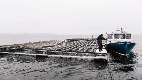 Gary Moretti of Bangs Island Mussels ties up La Cozze (“The Mussel”) alongside a mussel raft. Each raft is composed of 40-by-40-foot steel frames that dangle 400 fuzzy ropes (the mussels adhere to them) reaching depths of 30 to 40 feet. Casco Bay is the perfect mussel breeding ground since it contains minimal sediment and plenty of phytoplankton, giving the mussels a higher meat-to-shell ratio.