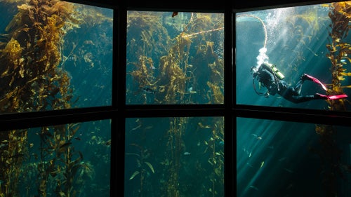 Kemmerley dives in the kelp forest. At 28 feet deep, it’s one of the tallest aquarium exhibits in the world. The tank is home to sardines, leopard sharks, and a host of other fish.