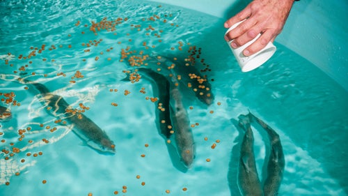 USDA scientist Rick Barrows feeds rainbow trout pellets made of plant-based protein ingredients like pistachio meal, corn protein concentrate, and soybean meal. Twice a day, these large fish are given pellets until they reach “apparent satiation”—that is, until they stop eating. Fish of this size are kept on hand for conducting digestibility studies of new ingredients.
