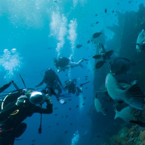 Catlin Seaview Survey captured a 360-degree view of parrotfish at the USAT Liberty wreck off the coast of Bali.