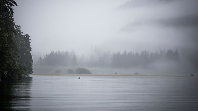 Prevalent sea-mists intensify where the river’s sweetwater meets salt at Burroughs Bay. The lower Unuk and its estuary lie within Misty Fjords National Monument. Designated by President Carter in 1978, the proclamation reads in part: “Misty Fiords is unique in that the area includes wildlife representative of nearly every ecosystem in Southeast Alaska, most notably bald eagles, brown and black bears, moose, wolves, mountain goats, and Sitka black-tailed deer. Misty Fiords is a major producer of all five species of Pacific salmon and is especially important for king salmon. Numerous other saltwater, freshwater and anadromous fish species and shellfish are plentiful in this area, which is an extraordinarily fertile interface of marine and freshwater environments.”