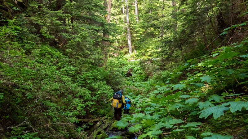 • Early start. Morning moon. Bird sounds. • Hope bowels hold after filtering water from mosquito bog with sheen on it. • Final slot canyon an easy get-down to river. A gift. A valley so green and beautiful it “obliterates memory.” (Wade Davis quote about Amazon.)