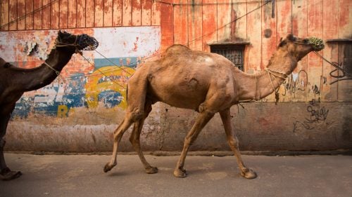 Agra is home to the Taj Mahal. Camels and their drivers walk the streets in search of passengers willing to pay for a ride. These streets are the perfect place to watch life go by.