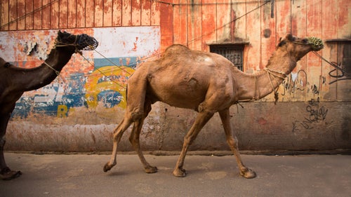 Agra is home to the Taj Mahal. Camels and their drivers walk the streets in search of passengers willing to pay for a ride. These streets are the perfect place to watch life go by.