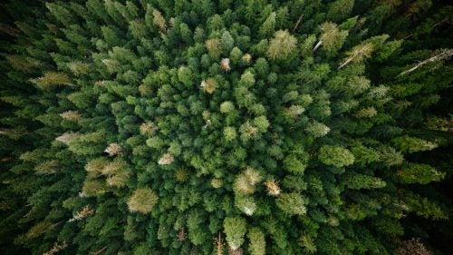 Somewhere around 75 percent of the old-growth forests on Vancouver Island have been cut down, including almost all of the most productive fir forest.
