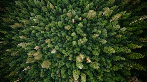 Somewhere around 75 percent of the old-growth forests on Vancouver Island have been cut down, including almost all of the most productive fir forest.