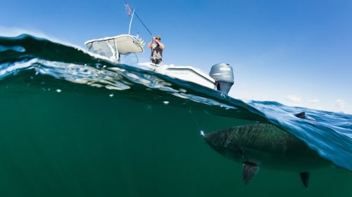 As soon as my friend Blake Klopfenstein hooked this Chinook salmon, I started putting my wetsuit on and getting my camera housing ready. After he'd fought the fish for 15 minutes or so, I jumped in the water and was able to fire off a couple of frames as it swam by.