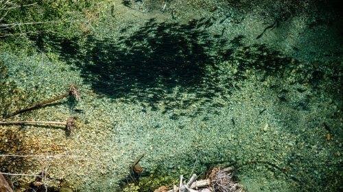 This a school of pink salmon getting ready to spawn in a river on the Central Coast of B.C. Looking straight down from 300 feet up is a pretty cool perspective.