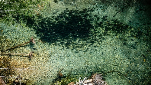 This a school of pink salmon getting ready to spawn in a river on the Central Coast of B.C. Looking straight down from 300 feet up is a pretty cool perspective.