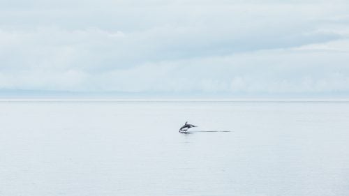 Pacific white-sided dolphins always seem to be having fun. This one was out in front of his pod, and he jumped over and over again while we headed south by boat through the Broughton Archipelago.