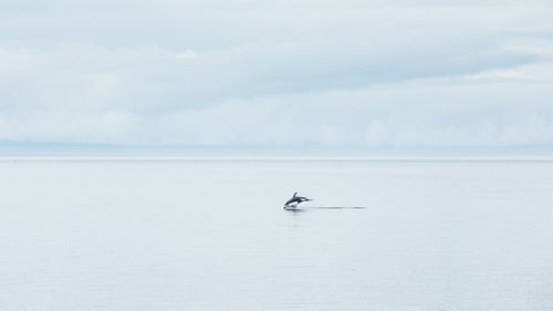 Pacific white-sided dolphins always seem to be having fun. This one was out in front of his pod, and he jumped over and over again while we headed south by boat through the Broughton Archipelago.