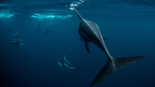 When almost 200 white-sided dolphins surrounded our boat near Tofino, I jumped in with my camera and spent the next 45 minutes laughing and photographing them as they swam around me within arm's reach. The more excited and active I got, the more they seemed to interact with me.