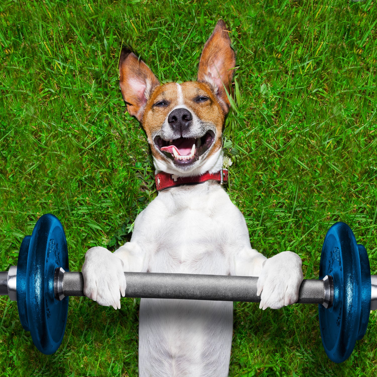If you're looking for a dog who can keep pace, you should start with this list.