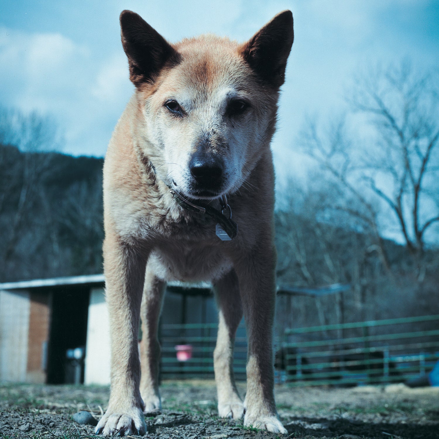 Radish at age 13.