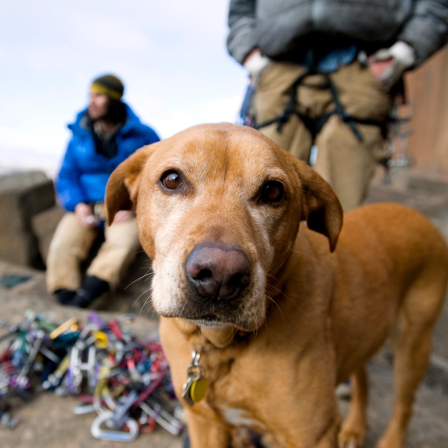 When your companion gets hurt, you can feel his pain. Here’s how to respond to five injuries—and how to keep your furry wingman safe down the road. Read more.