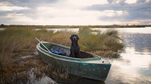 The best hunting dogs don’t just hunt with their noses. They understand terrain. They check in with their human counterpart to see if he knows something about where the birds might be hunkered down. They listen for hustling pheasants trying to make foot bail through the briars. Spend enough time with good hunting dogs, and you’ll see that they’re not just gifted with speed and heightened senses. They get cagey. They learn tricks and employ them. They learn to work smart and hard. Here, we introduce you to some of our favorite breeds.
—Photos by Andy Anderson, captions by Grayson Schaffer