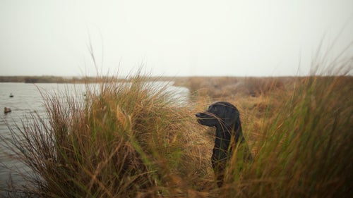In his 1824 classic Instructions to Young Sportsmen in All That Relates to Guns and Shooting, Lt. Colonel Peter Hawker made the first enduring reference to the dog we now know as the Labrador retriever: He “may be broken into any kind of shooting; and, without additional instruction, is generally under such command, that he may be safely kept in, if required to be taken out with pointers. For finding wounded game, of every description, there is not his equal in the canine race; and he is a sine qud non in the general pursuit of wildfowl.”