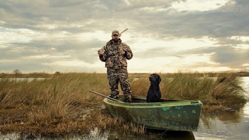 When it’s time to retrieve, Labs get sent into the field by name. Most of the time, they can remember where each bird fell. But if not, the hunter will guide them into the scent with hand signals. Dogs are among the few animals in the world that can understand the significance of a human pointing in a certain direction.