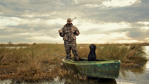 When it’s time to retrieve, Labs get sent into the field by name. Most of the time, they can remember where each bird fell. But if not, the hunter will guide them into the scent with hand signals. Dogs are among the few animals in the world that can understand the significance of a human pointing in a certain direction.