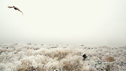With roots tracing back to the 14th century, the English setter is one of the oldest breeds of hunting dog. Developed over centuries from spaniel stock, and originally called a setting spaniel, they date back to the creation of the shotgun. The English setter got its name from the stance–a crouch (or set)–it uses when it locks up.