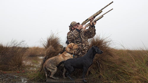 All Labradors are born knowing how to hunt. The trick is getting them to have an off switch. Most of a gun dog’s training involves learning to ignore distractions—birds flying by, guns firing, helpful passers by who really want to pet that cute dog. The best hunting dogs sit quietly, watch the sky, and don’t flinch at every bang.