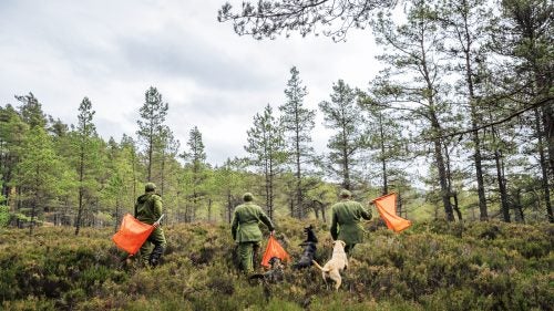 The job of a pheasant beater—used primarily on high-end wingshooting estates in the UK—is to work with the dogs to flush birds into the air for the guns. With multiple dogs, birds, and guns in the field, things can get chaotic and dangerous very quickly.