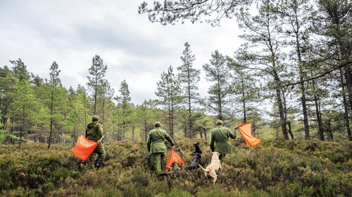 The job of a pheasant beater—used primarily on high-end wingshooting estates in the UK—is to work with the dogs to flush birds into the air for the guns. With multiple dogs, birds, and guns in the field, things can get chaotic and dangerous very quickly.