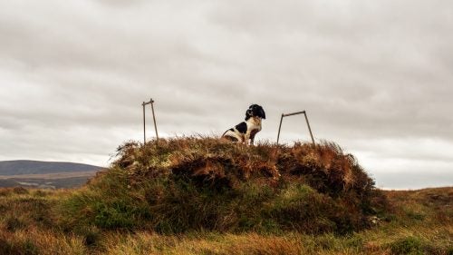 Thought to have originated in Spain, the Spaniel was mentioned by name as early as 300 A.D. in Wales. The dog was used to “spring” or flush game. The first pure-blood English Springer Spaniel line was developed around 1800 in Shropshire, England. The first Springer Spaniel in North America was imported from England (to Canada) in 1913. They are now one of the most popular field dogs in the world.