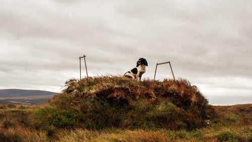 Thought to have originated in Spain, the Spaniel was mentioned by name as early as 300 A.D. in Wales. The dog was used to “spring” or flush game. The first pure-blood English Springer Spaniel line was developed around 1800 in Shropshire, England. The first Springer Spaniel in North America was imported from England (to Canada) in 1913. They are now one of the most popular field dogs in the world.