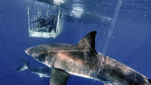 Casagrande, who always wanted to study sharks, feels like he contributes to science through his filming. His shots help people studying sharks to collect data on fast the animals swim, how high they jump, and how they bite.