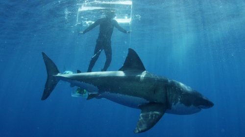 Andy Casagrande saw his first shark on TV when he was a kid growing up in New York City, and it immediately captivated him. Casagrande never grew out of his curiosity for the creature and eventually merged his interest with his profession as a burgeoning cameraman.
He’s since gone on to win two Emmy’s, one in 2011 for outstanding cinematography in nature, and the second in 2013 for outstanding cinematography in a documentary. He has filmed dozens of Shark Week specials for the Discovery Channel, including the franchise’s first trip to Cuba this past year. Included here are images from his recent Shark Week assignments and his account of coming face-to-face with a great white shark.
Photo: Dickie Chivell, in a Plexiglas box known as a “ghost cage,” lures a great white into the area near Guadalupe Island, Mexico, for Casagrande to film after other, non-human types of bait fail. Things got a “little dicey” when one stuck its nose into the cage and almost got inside before Chivell pushed it away, Casagrande says.