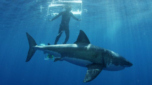 Andy Casagrande saw his first shark on TV when he was a kid growing up in New York City, and it immediately captivated him. Casagrande never grew out of his curiosity for the creature and eventually merged his interest with his profession as a burgeoning cameraman.
He’s since gone on to win two Emmy’s, one in 2011 for outstanding cinematography in nature, and the second in 2013 for outstanding cinematography in a documentary. He has filmed dozens of Shark Week specials for the Discovery Channel, including the franchise’s first trip to Cuba this past year. Included here are images from his recent Shark Week assignments and his account of coming face-to-face with a great white shark.
Photo: Dickie Chivell, in a Plexiglas box known as a “ghost cage,” lures a great white into the area near Guadalupe Island, Mexico, for Casagrande to film after other, non-human types of bait fail. Things got a “little dicey” when one stuck its nose into the cage and almost got inside before Chivell pushed it away, Casagrande says.