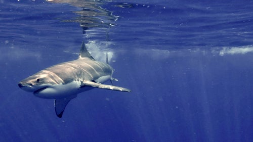 A great white shark cuts through clear water. Casagrande has filmed all over the world, but no place offers clarity comparable to the waters near Guadalupe Island, Mexico. “It’s a great white shark swimming pool,” he says. The visibility is almost endless, whereas in other places he can sometimes see only a few feet in front of the camera.