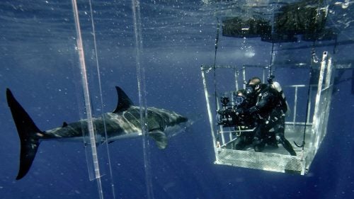 Casagrande (right) works with a safety diver while filming with an ultra high resolution camera. The open-sided cage allows Casagrande to swim out when he wants another angle and the shark is friendly. It’s a calculated risk, but Casagrande has swam uncaged with great white sharks about dozens of times and never been bit. “It’s always a polite interaction,” he says. “If they were actually hunting you, you wouldn’t even see them coming.”
